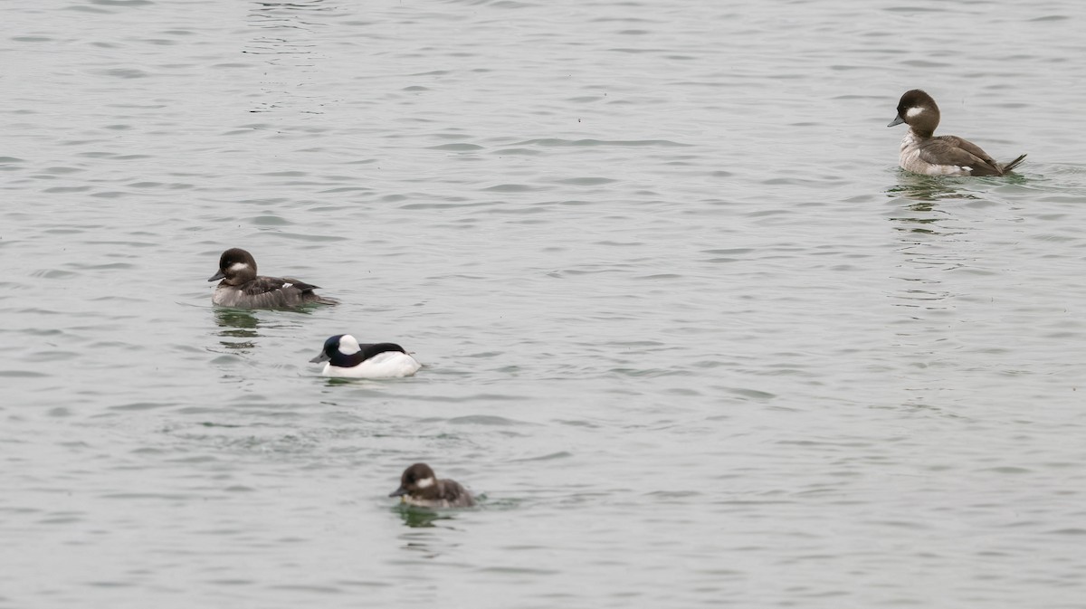 Bufflehead - ML635323569