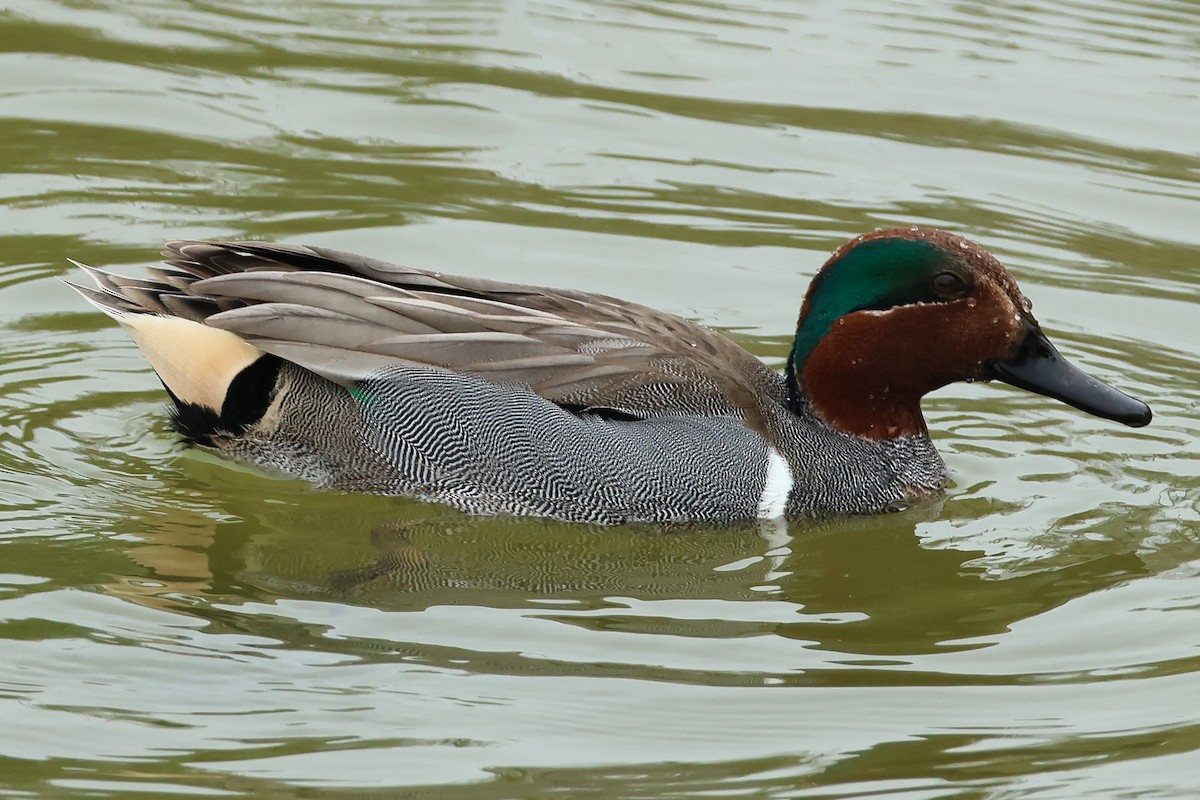 Green-winged Teal - ML635323572