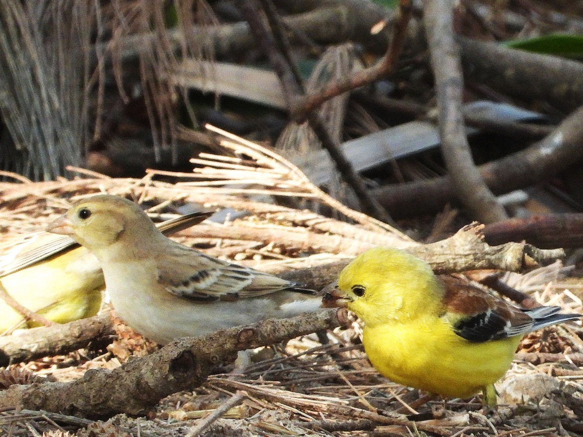 Sudan Golden Sparrow - ML635323575