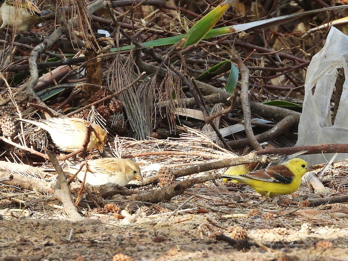Sudan Golden Sparrow - ML635323576