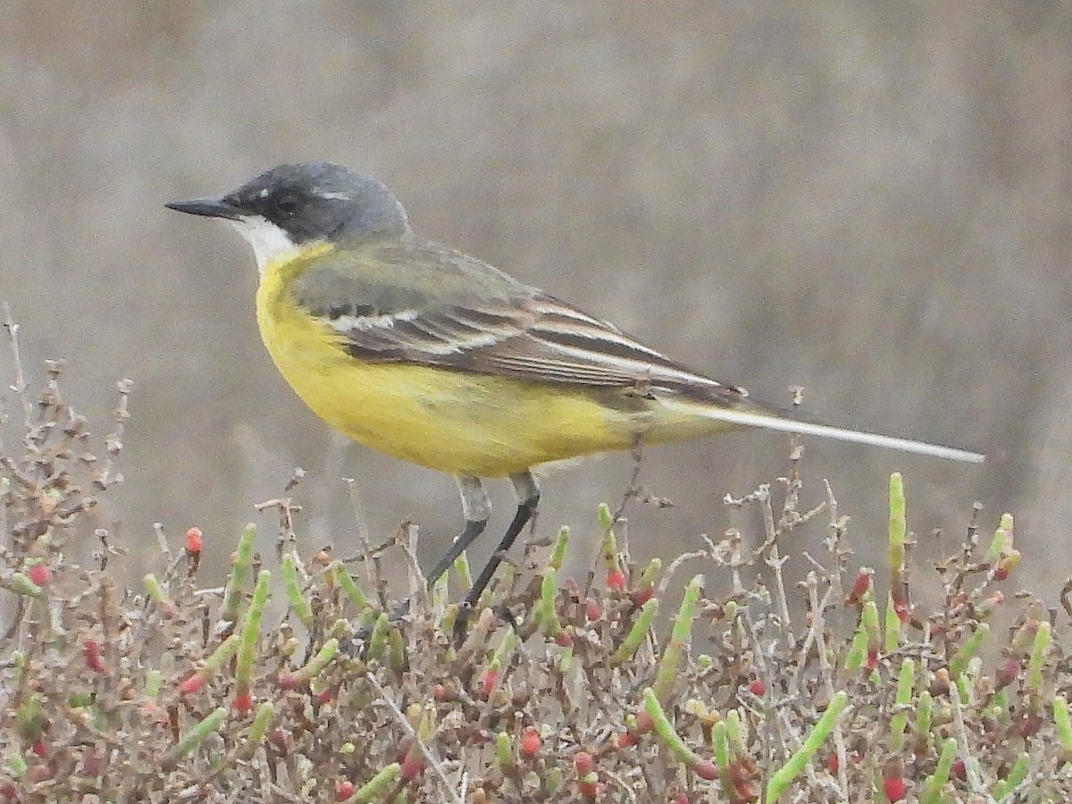Bergeronnette printanière (iberiae/cinereocapilla/pygmaea) - ML635323587