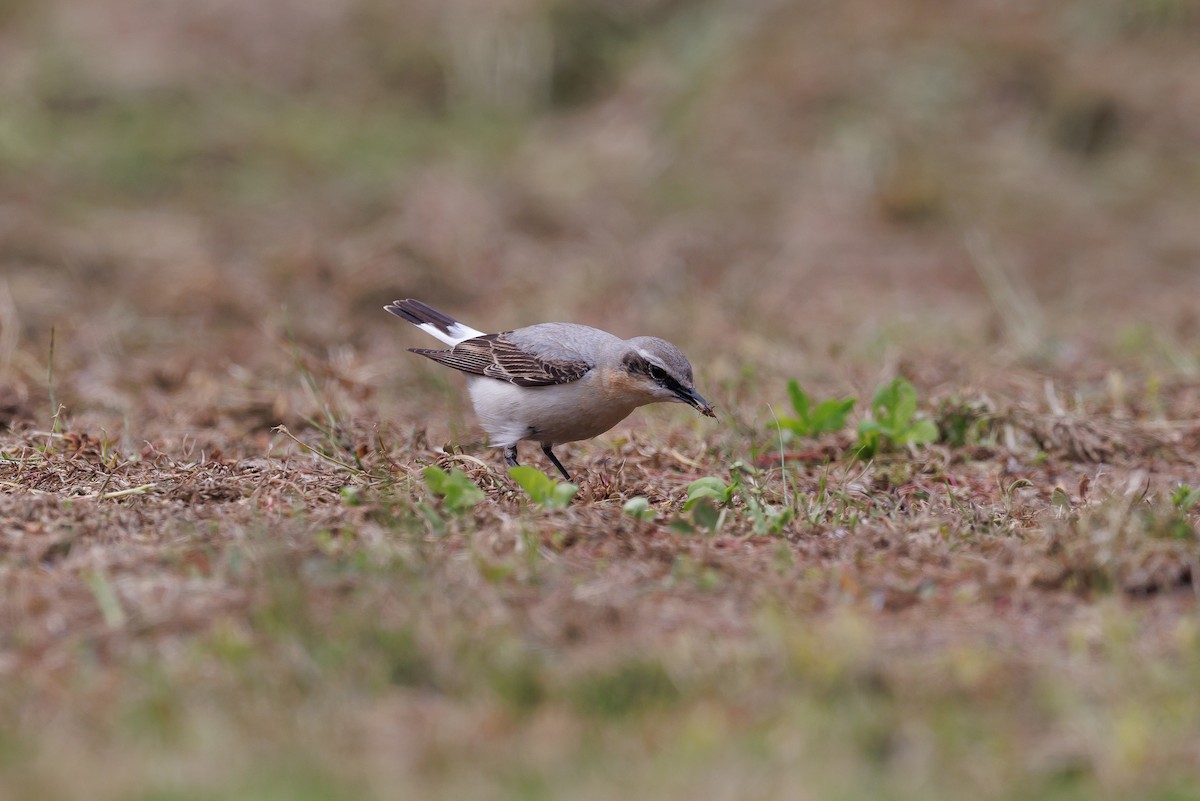 Kuyrukkakan (oenanthe/libanotica) - ML635323604