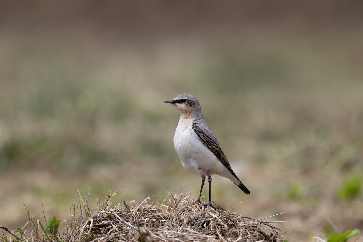 Kuyrukkakan (oenanthe/libanotica) - ML635323619