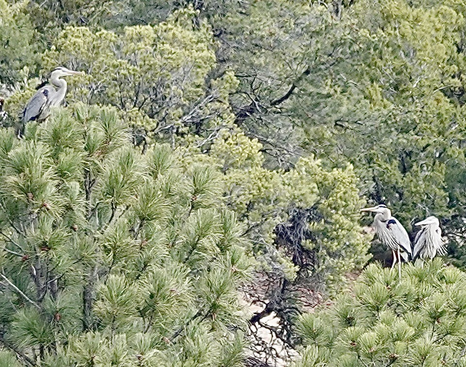 Great Blue Heron - ML635323620