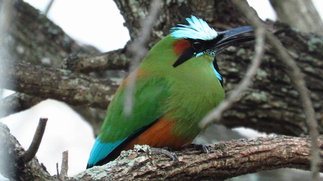 Turquoise-browed Motmot - ML635323642
