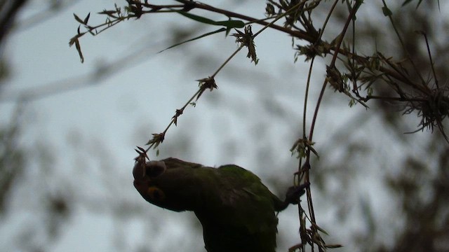 メキシコインコ - ML635323668