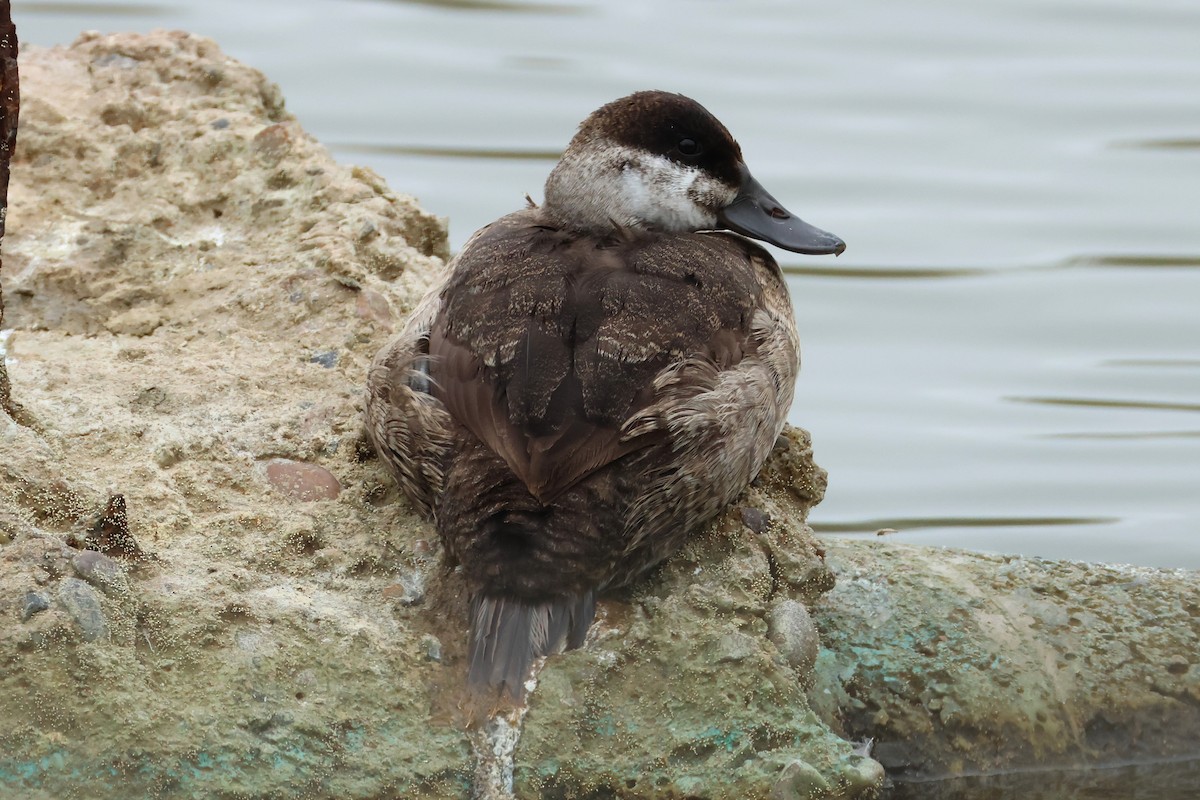 Ruddy Duck - ML635323687