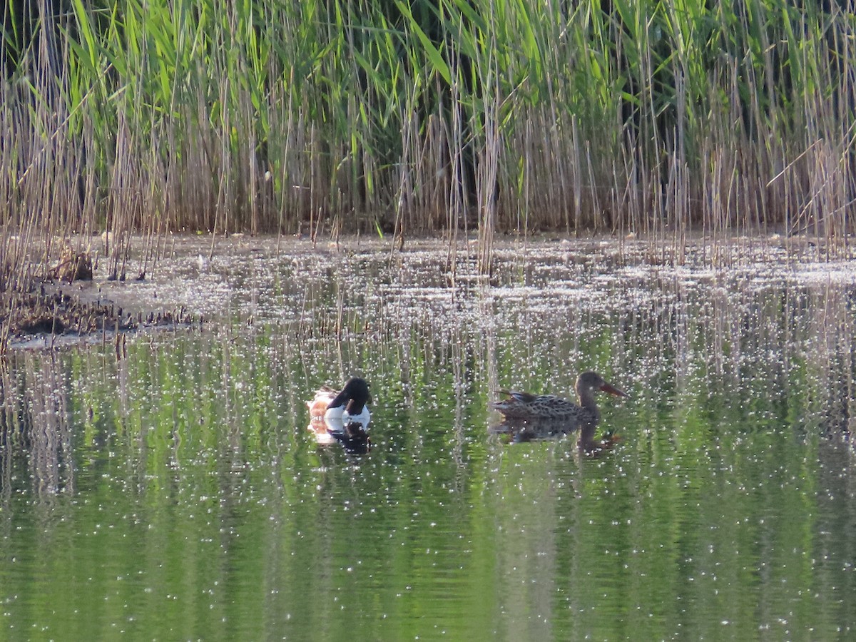 Northern Shoveler - ML635323688