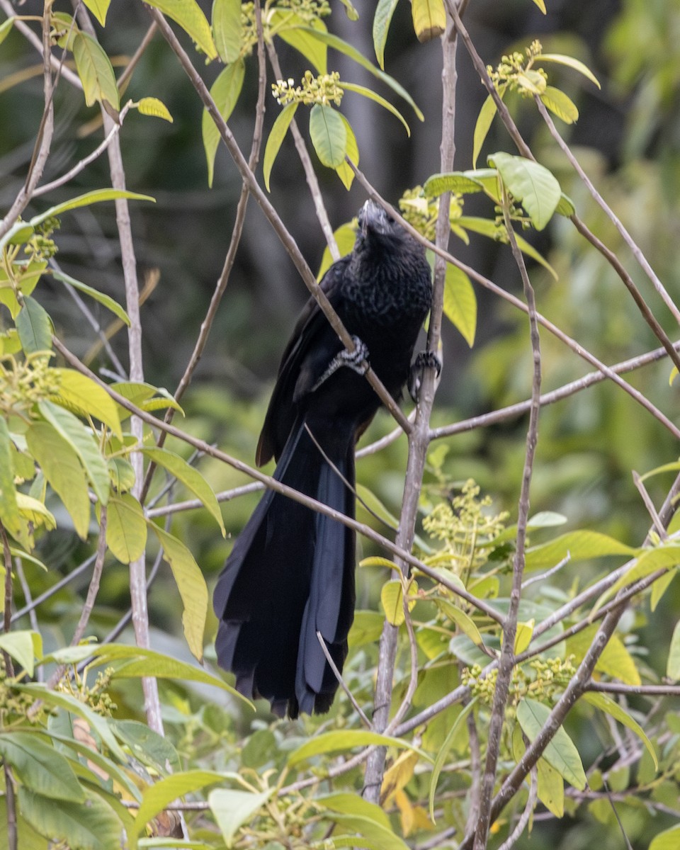 Smooth-billed Ani - ML635323709