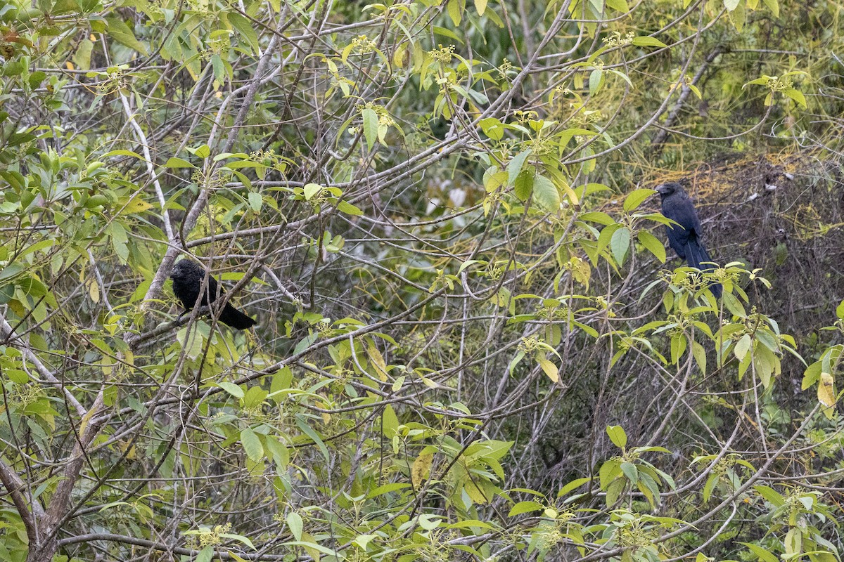 Smooth-billed Ani - ML635323710