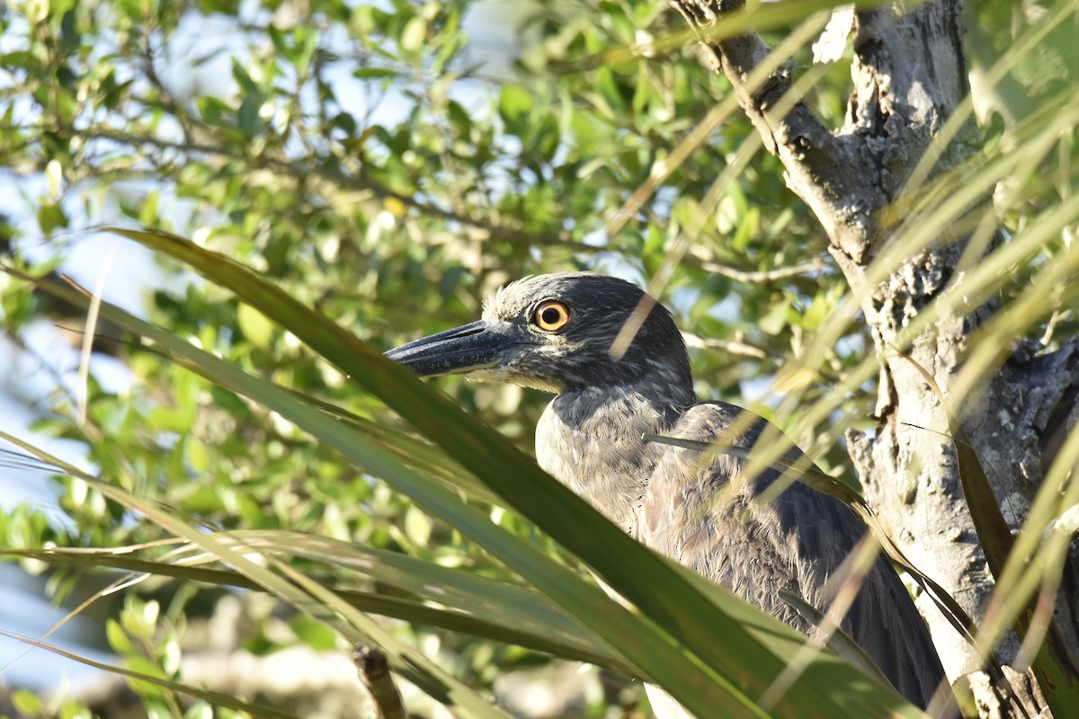 Yellow-crowned Night Heron - ML635323830