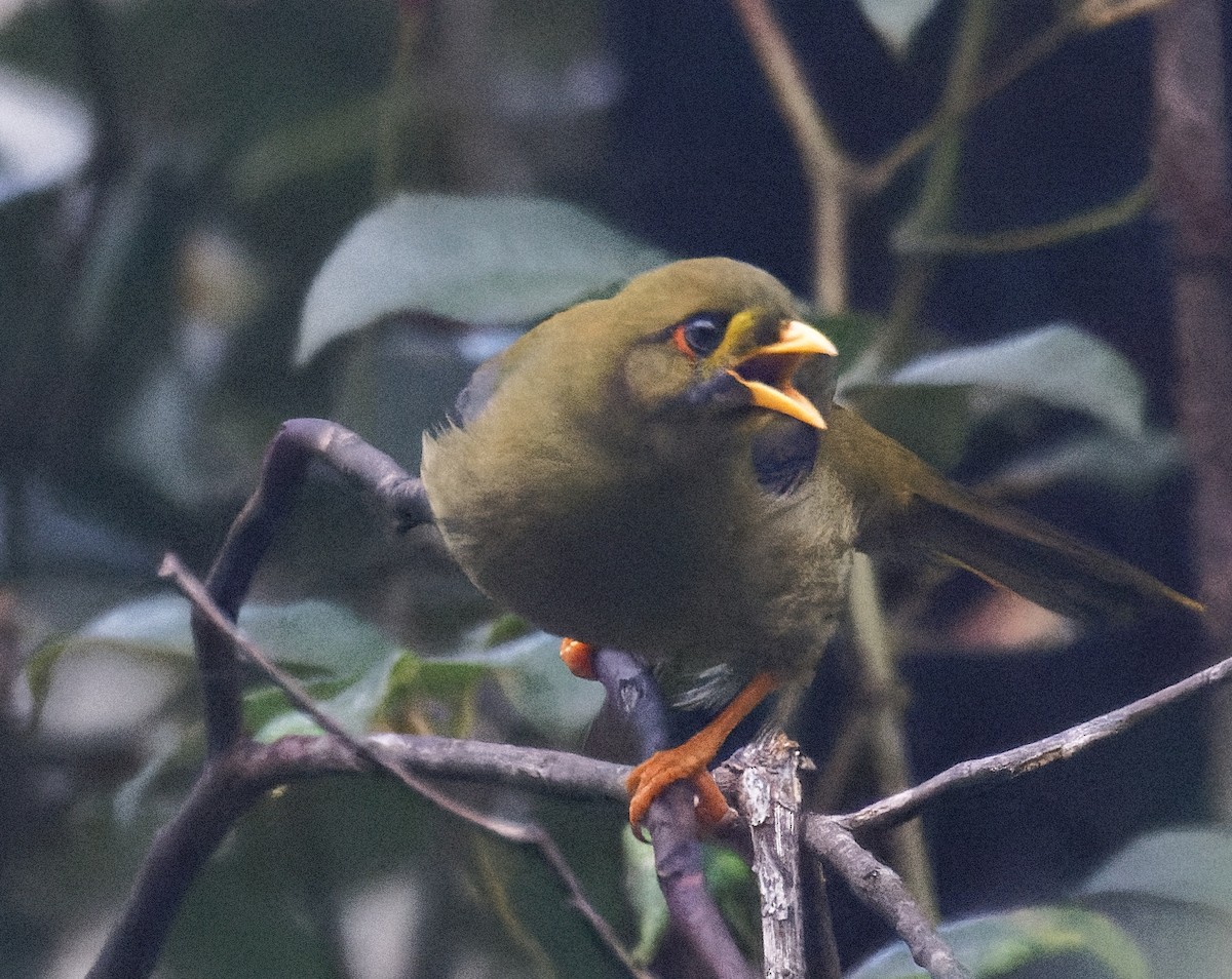 Bell Miner - ML635323846
