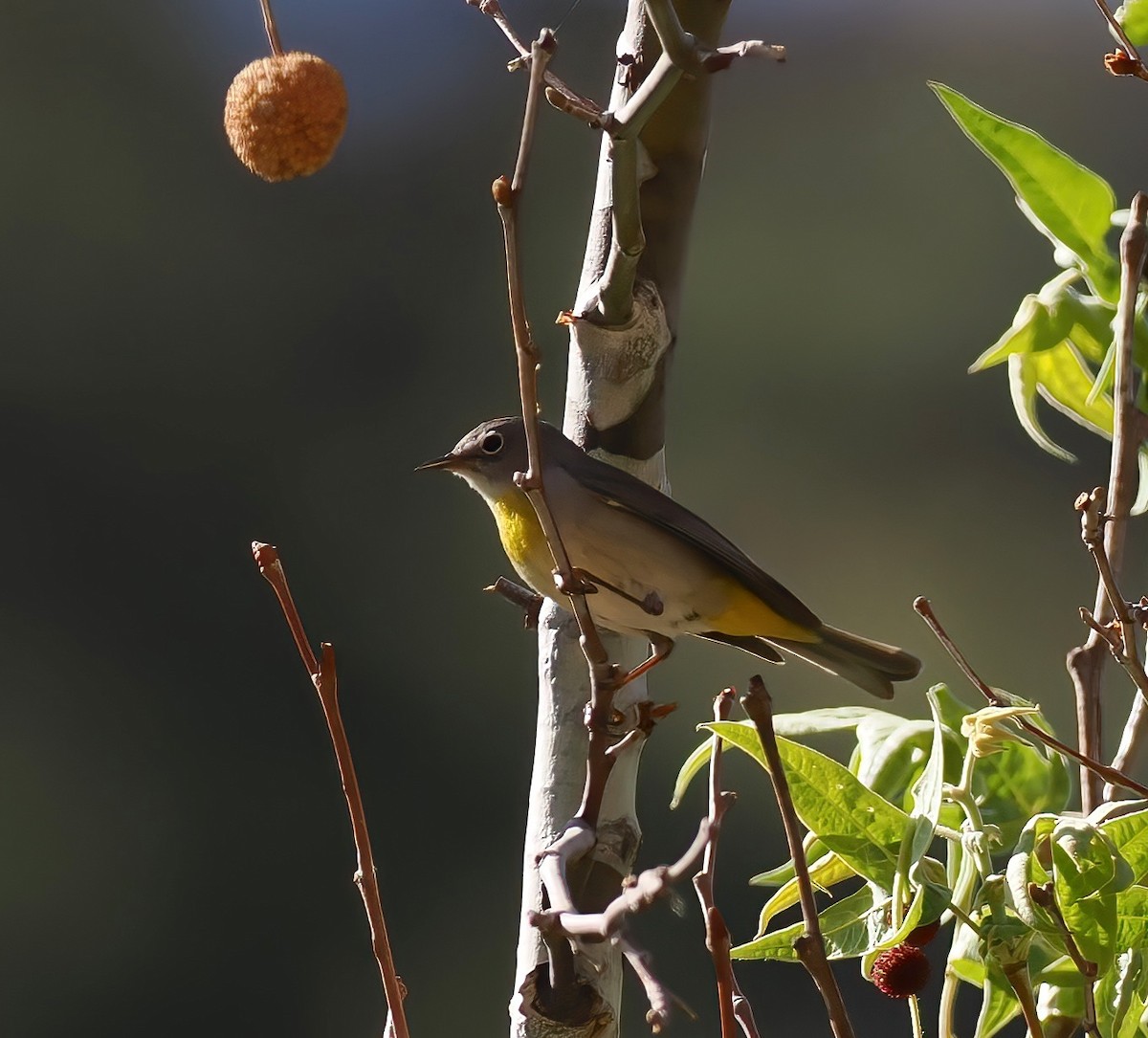 Virginia's Warbler - ML635323890