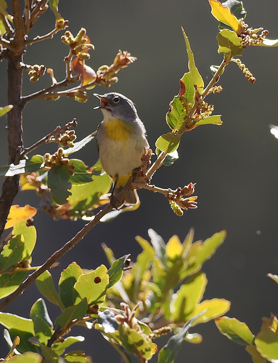 Virginia's Warbler - ML635323891