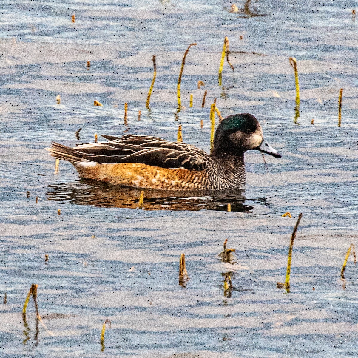Chiloe Wigeon - ML635323893