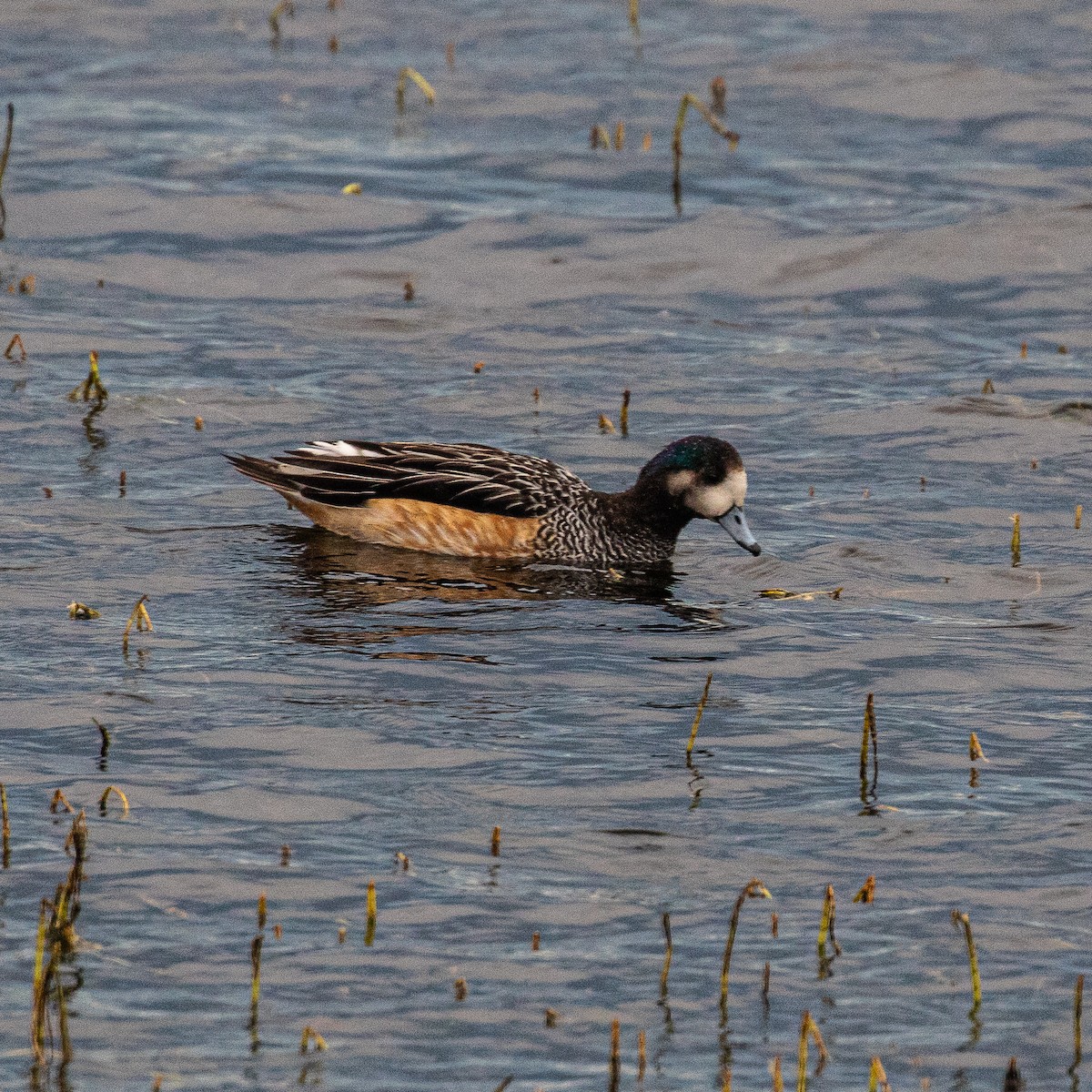 Chiloe Wigeon - ML635323894