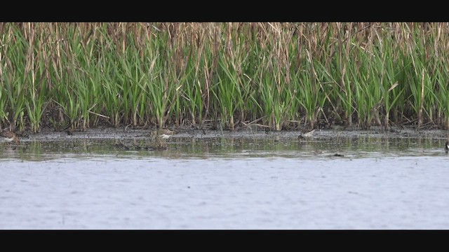Pectoral Sandpiper - ML635323899