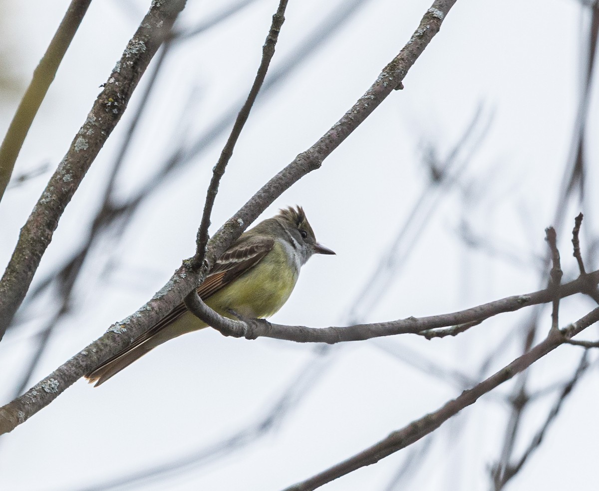 Great Crested Flycatcher - ML635323947