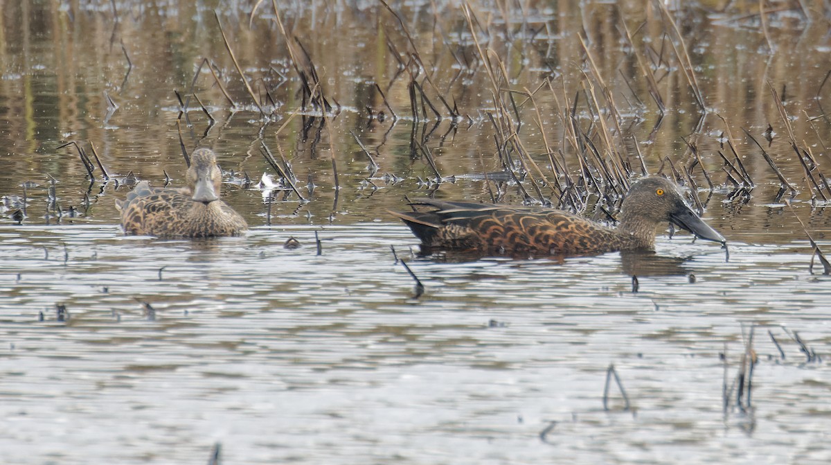 Canard bridé - ML635323962