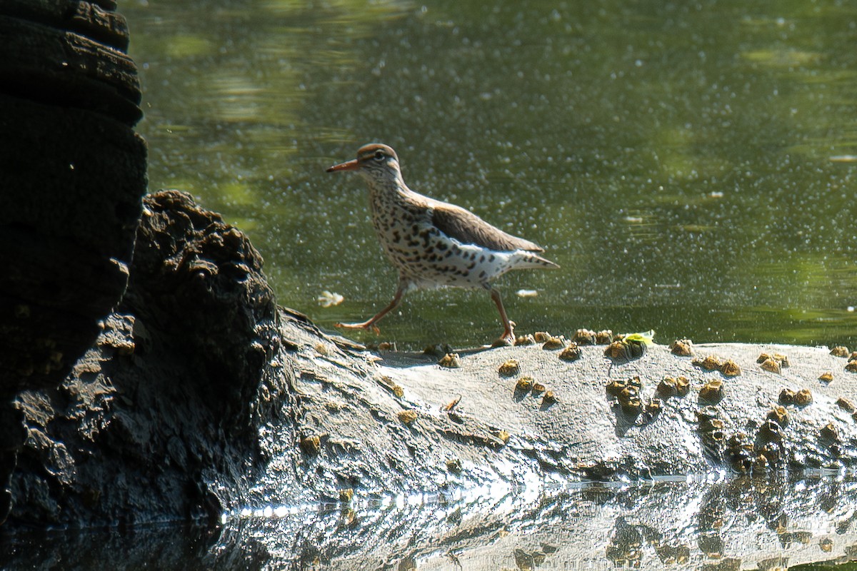 アメリカイソシギ - ML635323990