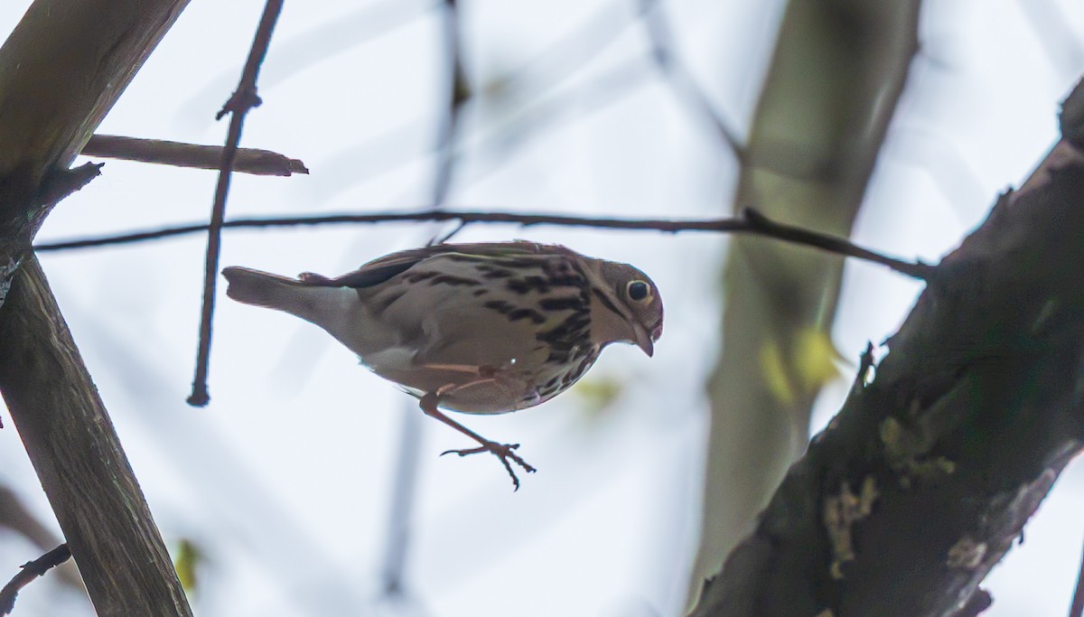 Ovenbird - ML635324001