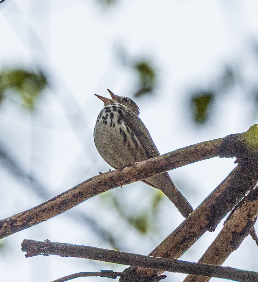 Ovenbird - ML635324002