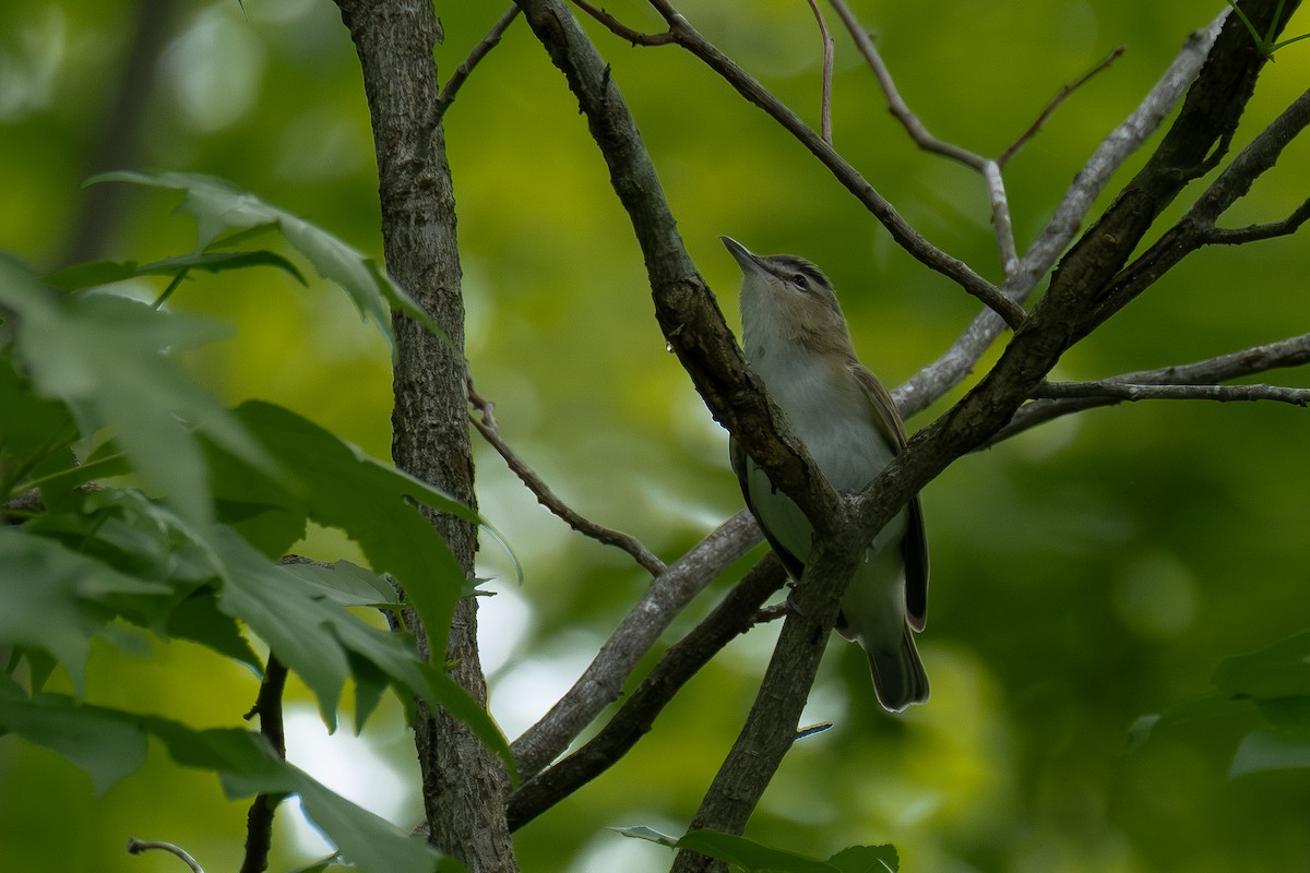 アカメモズモドキ - ML635324008