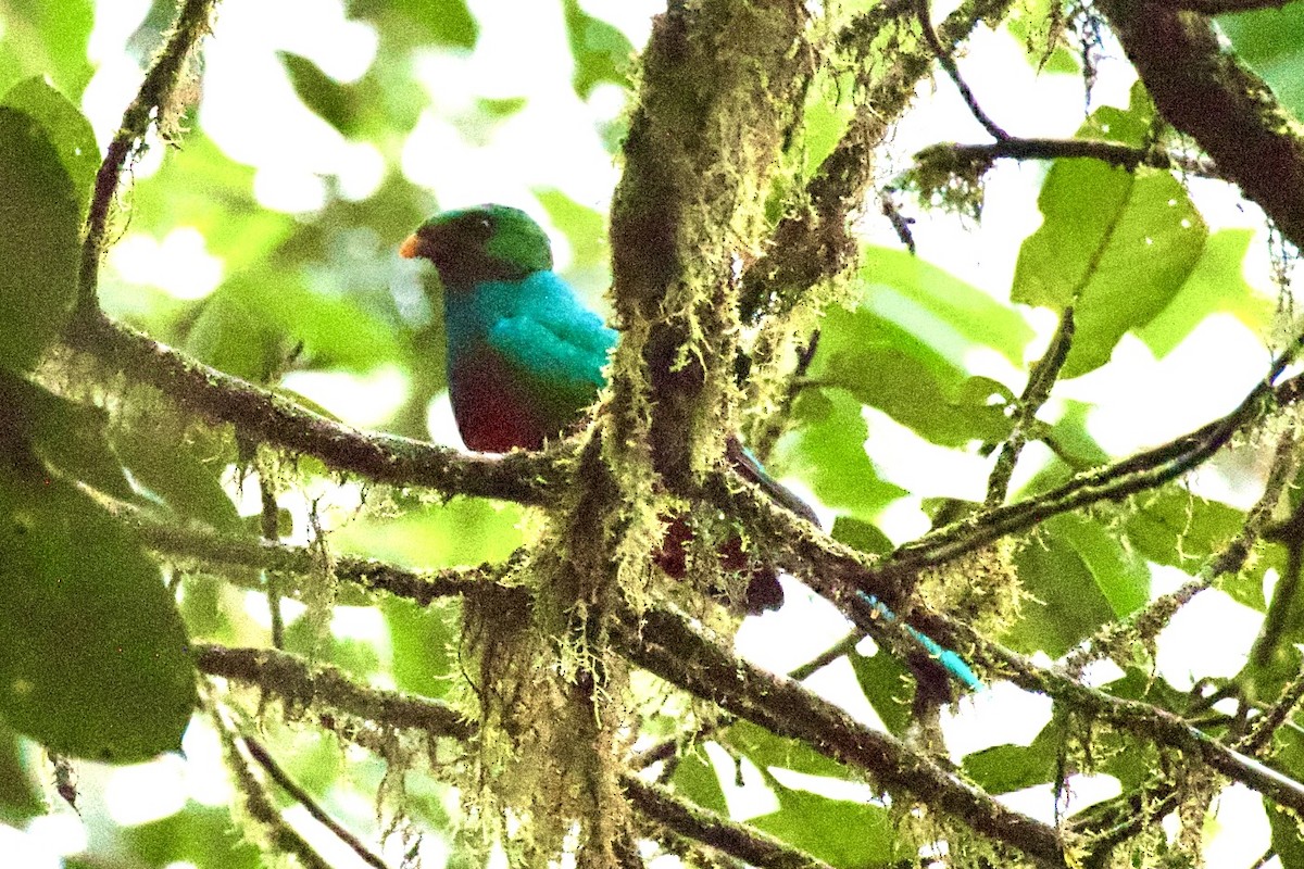 Golden-headed Quetzal - ML635324025