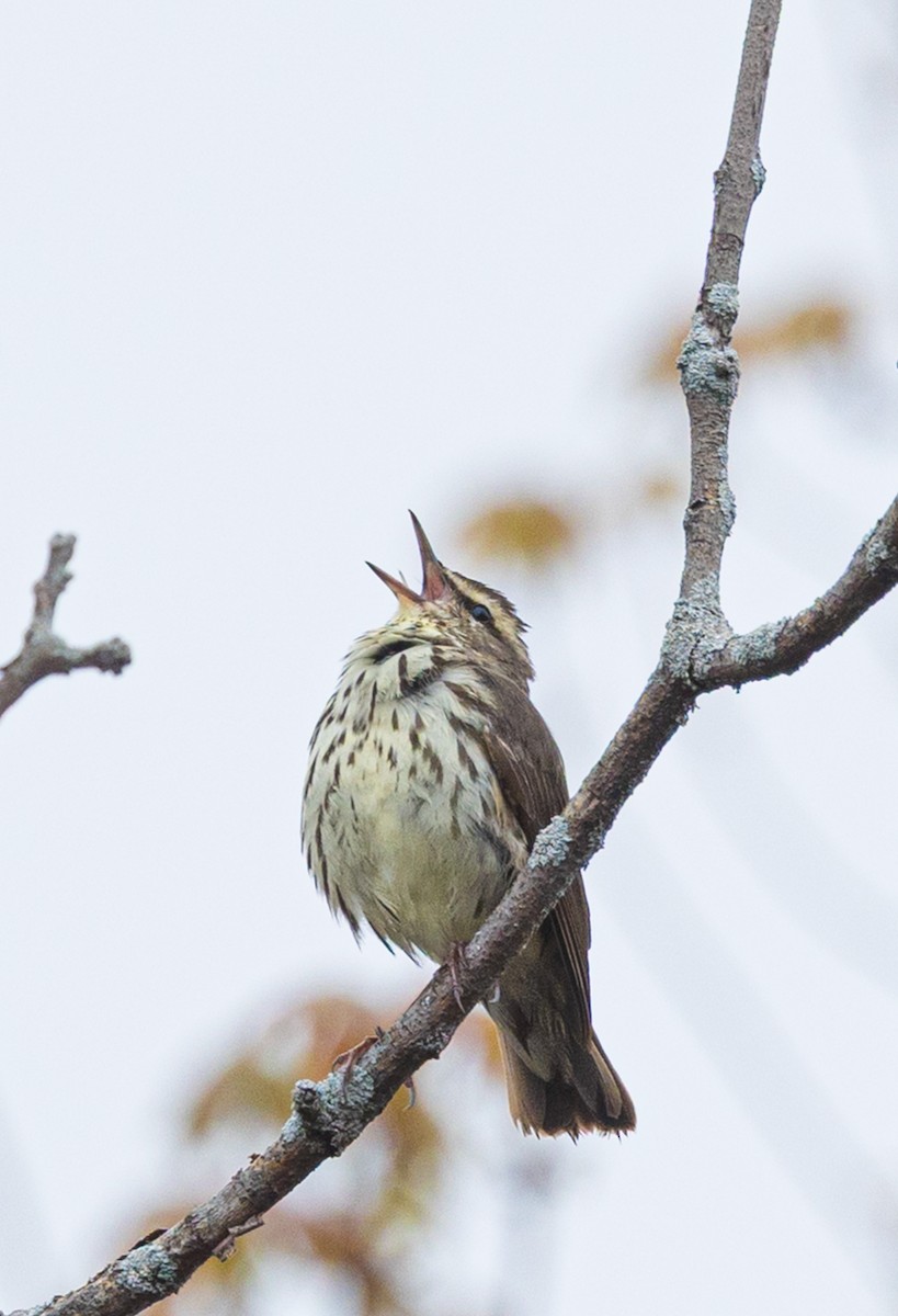 Northern Waterthrush - ML635324026