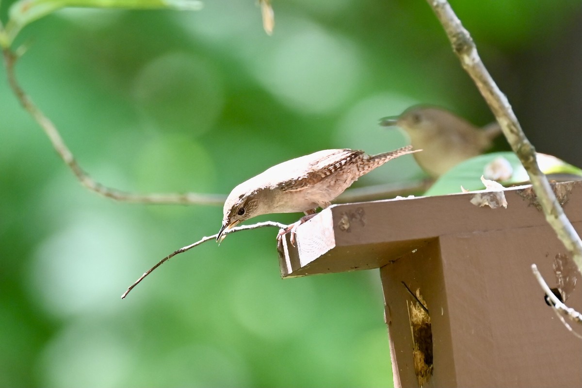 Northern House Wren - ML635324035