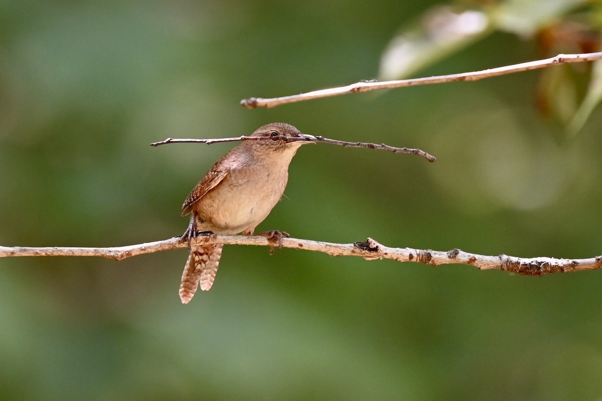 Northern House Wren - ML635324036