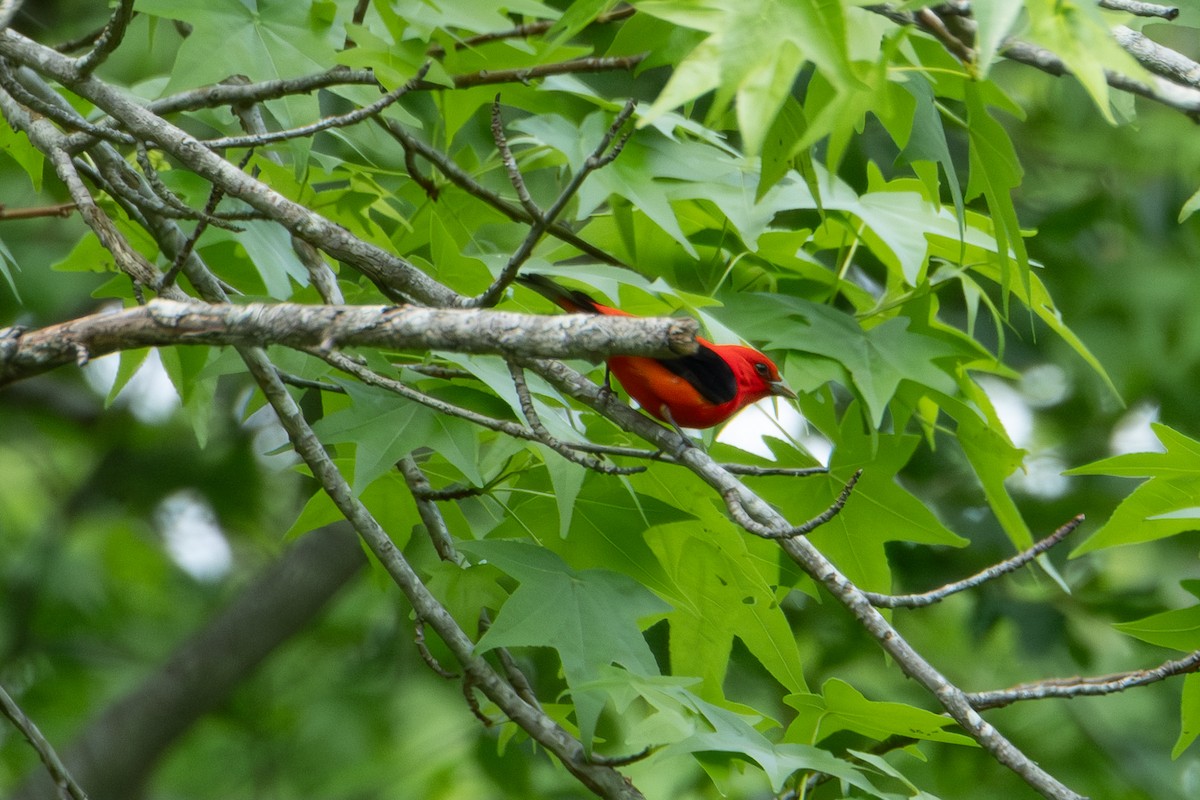 アカフウキンチョウ - ML635324037