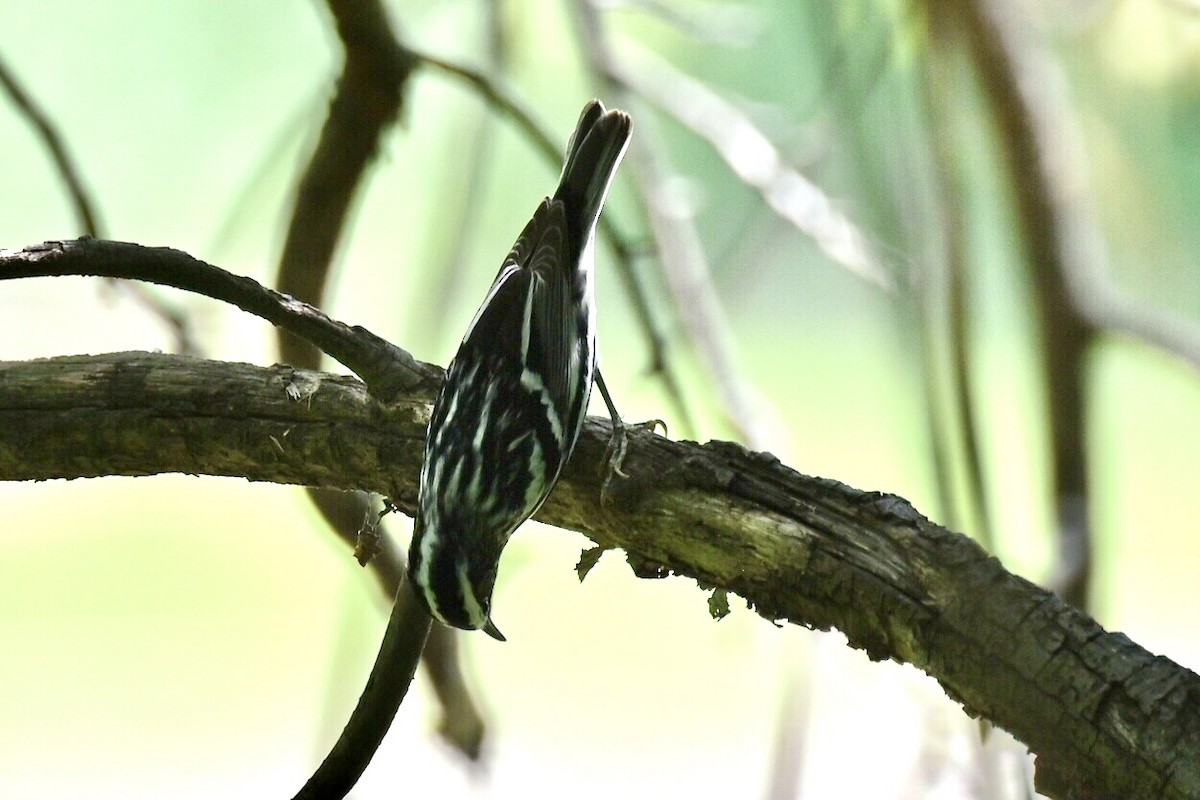 Black-and-white Warbler - ML635324046