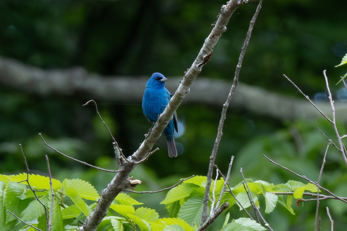 ルリノジコ - ML635324048