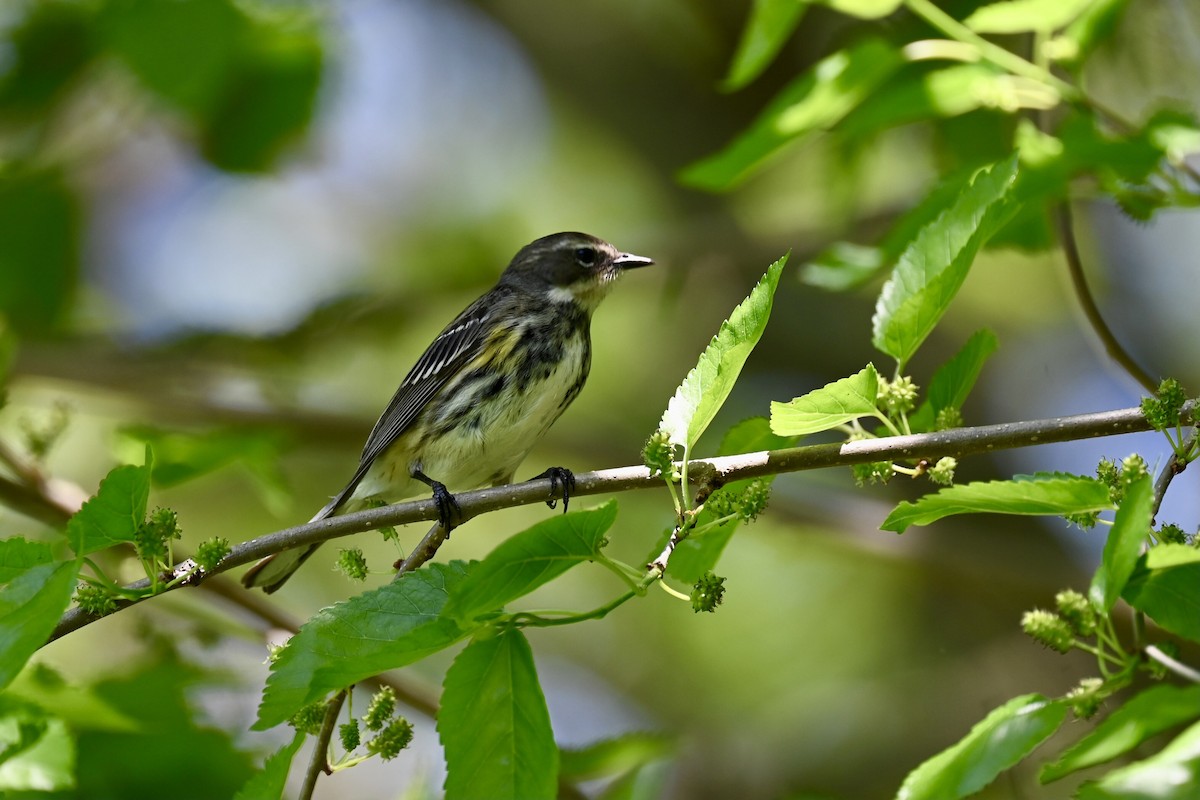 Yellow-rumped Warbler - ML635324058