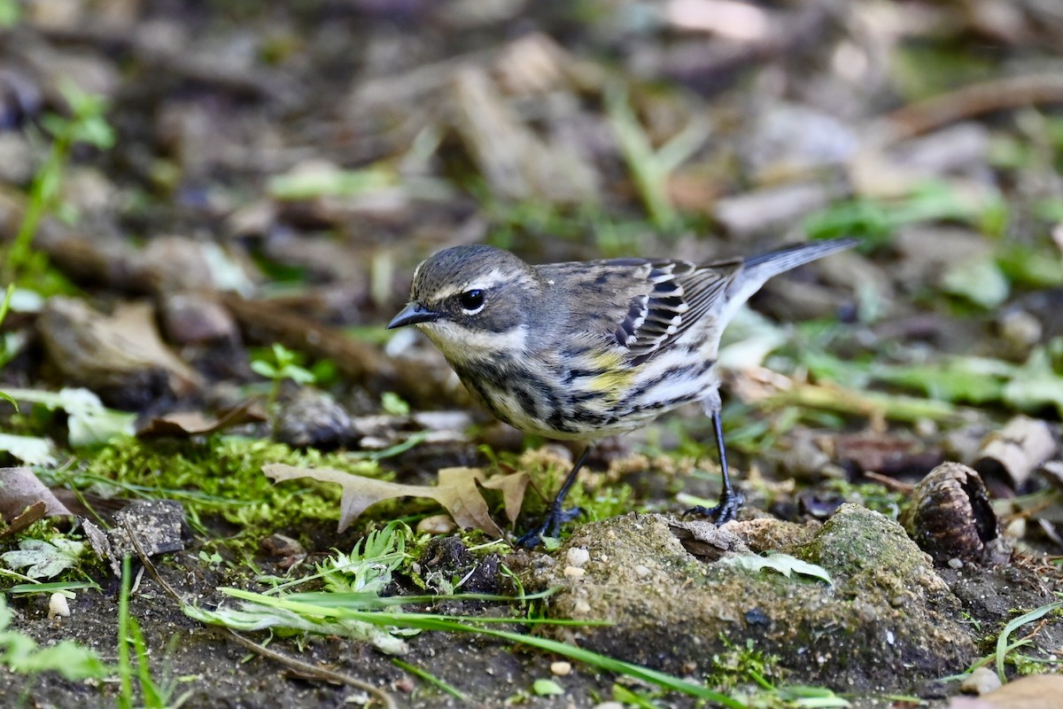 Yellow-rumped Warbler - ML635324059