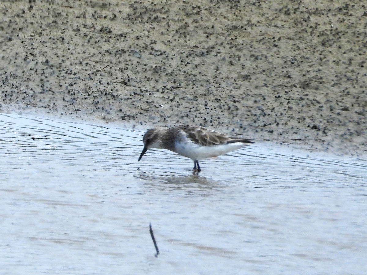Little Stint - ML635324134