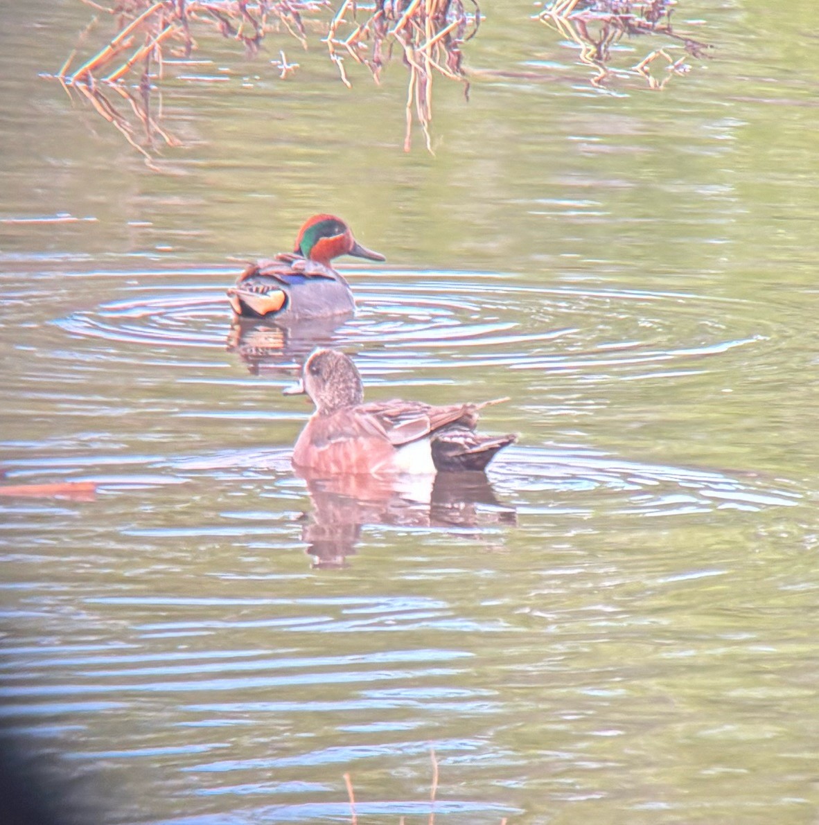 Green-winged Teal - ML635324141