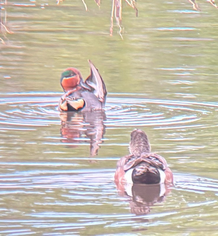 Green-winged Teal - ML635324142