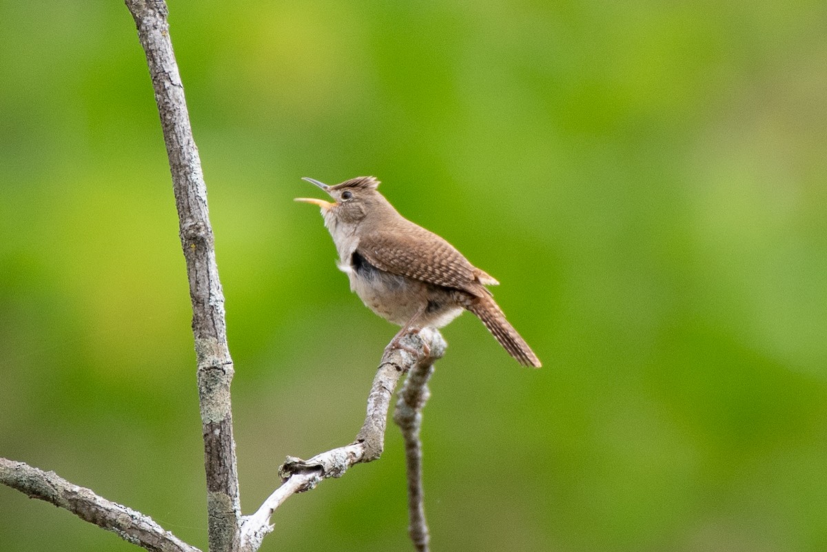 Northern House Wren (Northern) - ML635324144