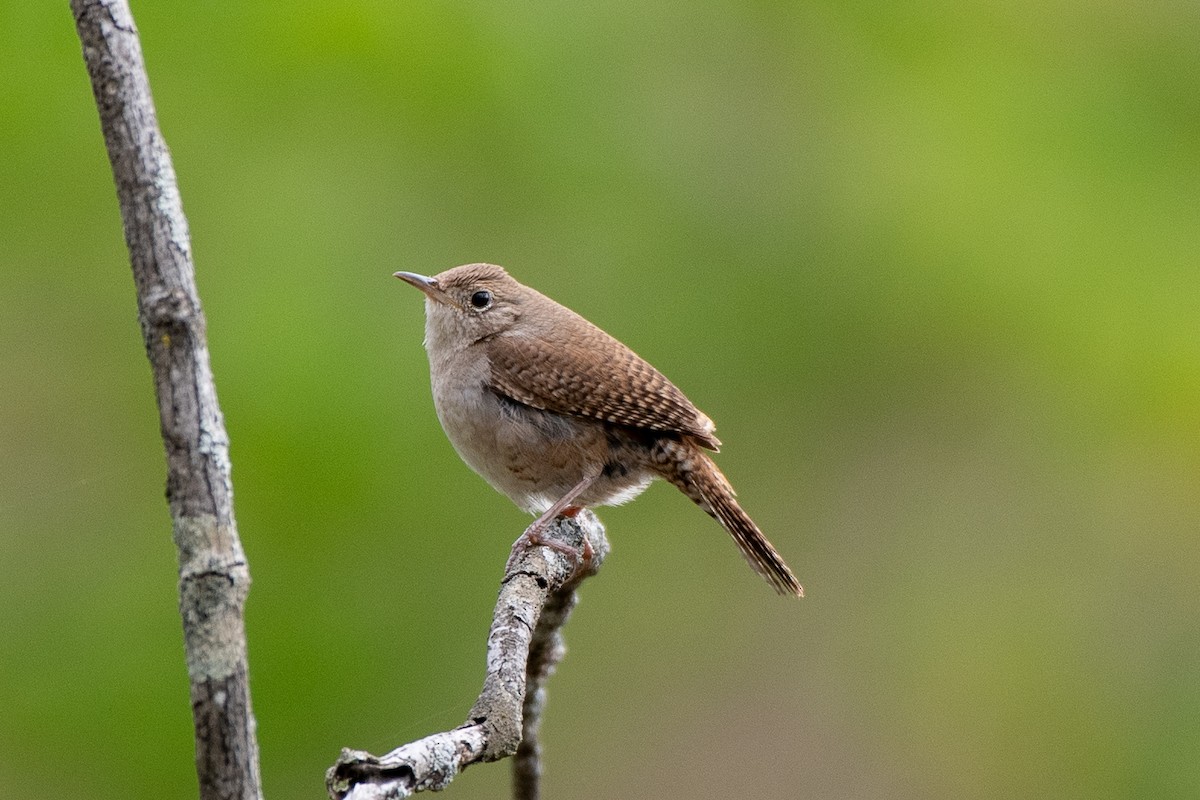 Northern House Wren (Northern) - ML635324145