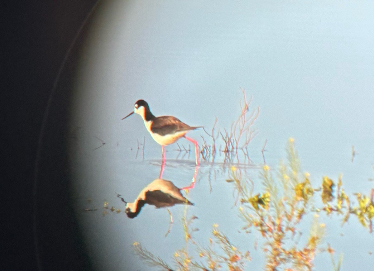 Black-necked Stilt - ML635324154