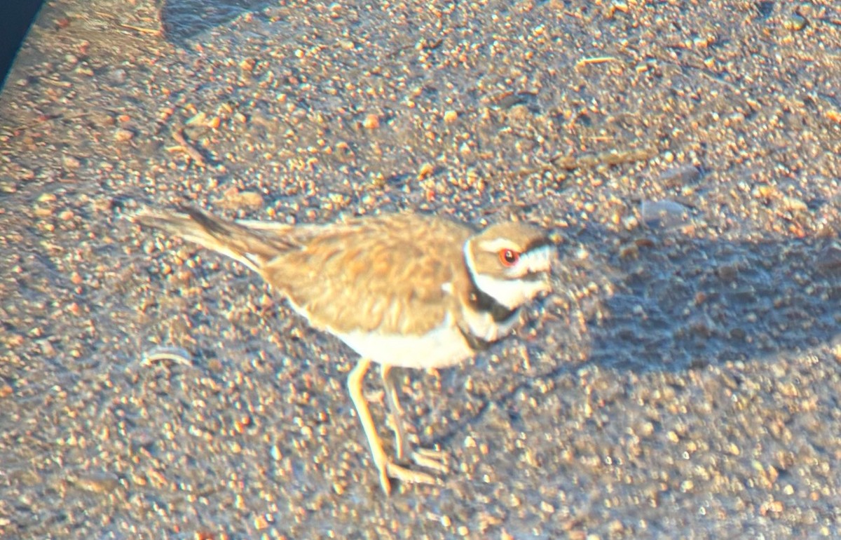 Killdeer - ML635324169