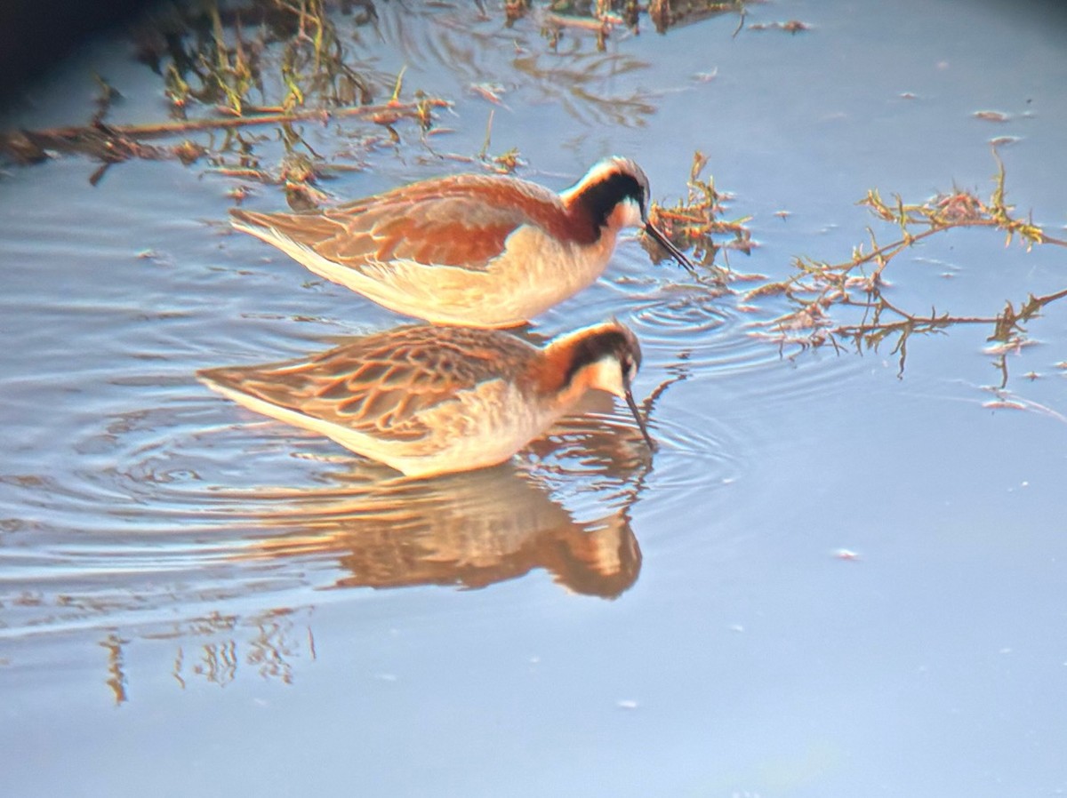 Wilson's Phalarope - ML635324188