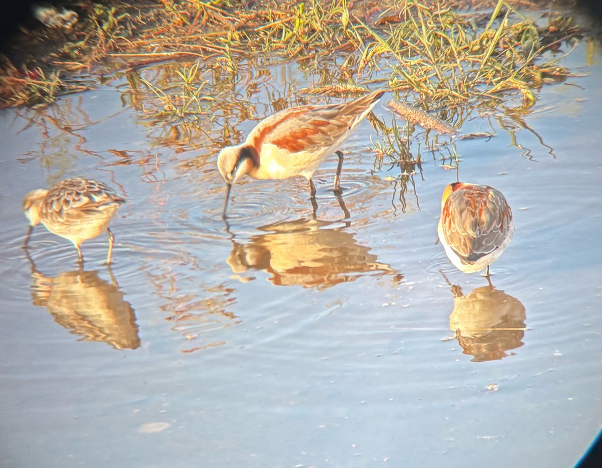 Wilson's Phalarope - ML635324189