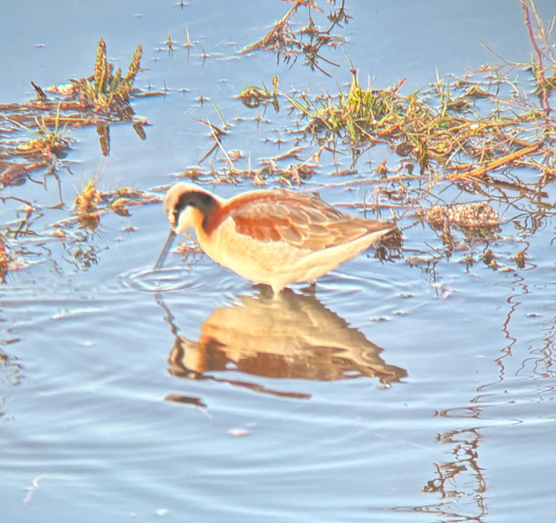 Wilson's Phalarope - ML635324190
