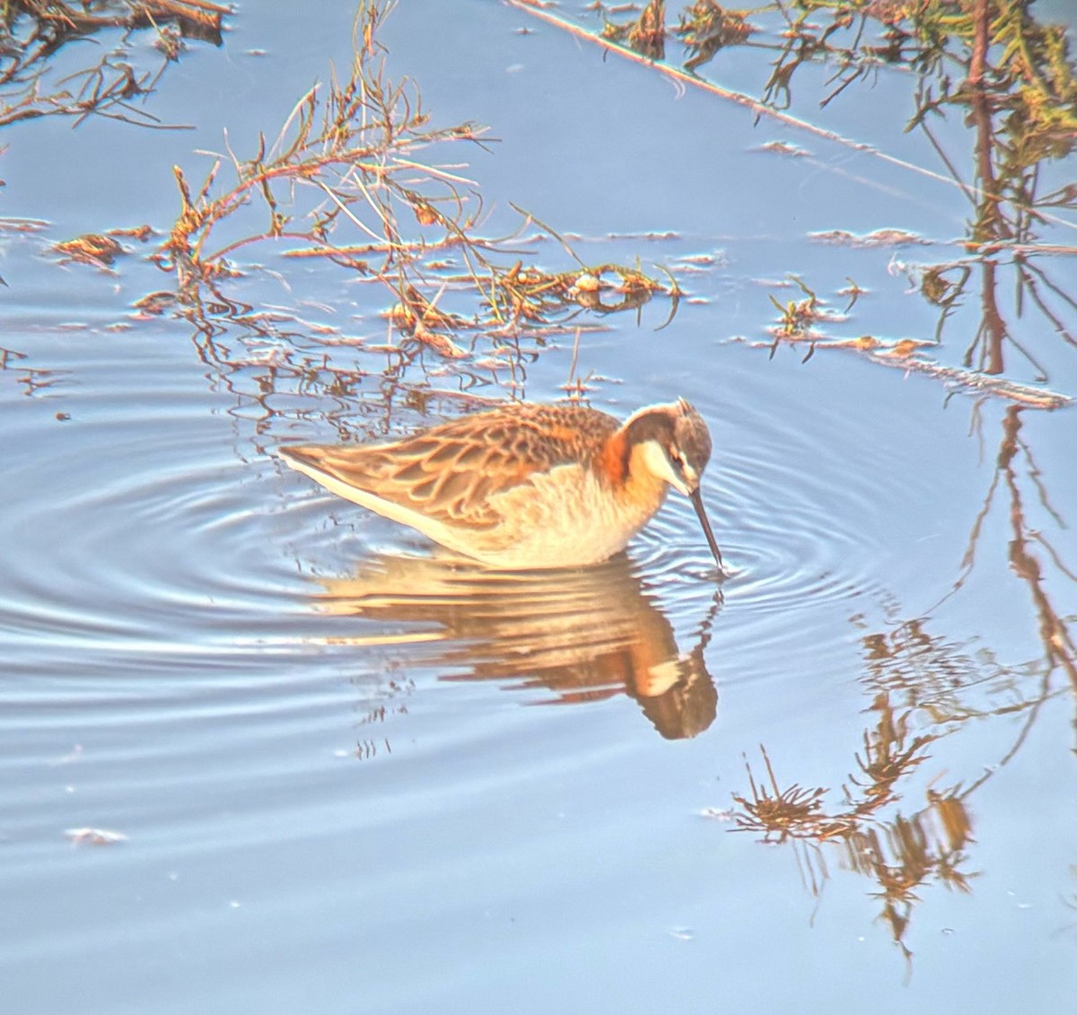 Wilson's Phalarope - ML635324191