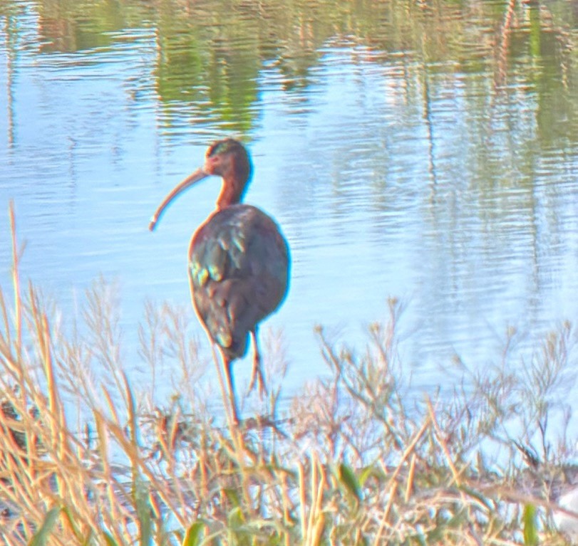 White-faced Ibis - ML635324201