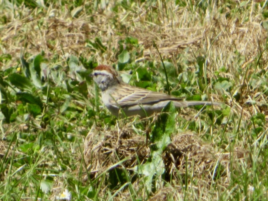 Chipping Sparrow - ML635324205
