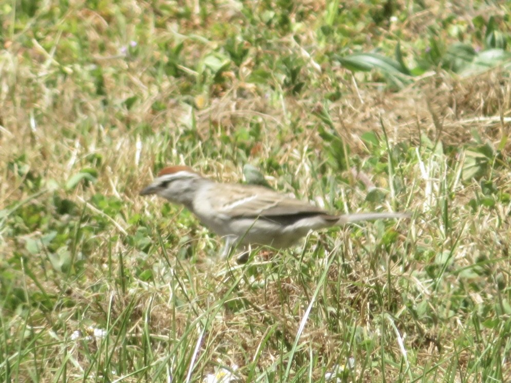 Chipping Sparrow - ML635324206